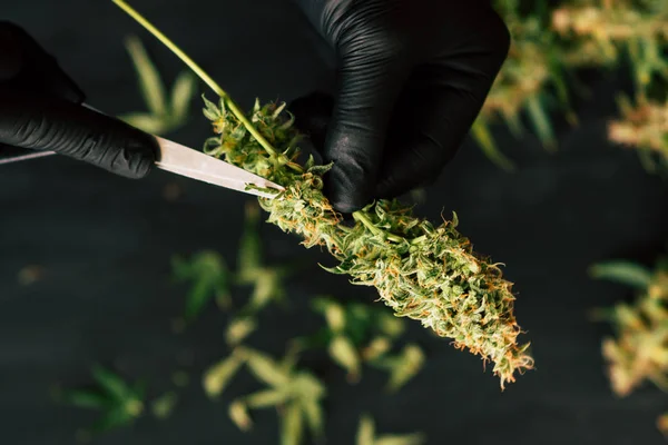 Un hombre cultivador está recortando los brotes de cannabis de cosecha fresca. marihuana de cerca, vista superior — Foto de Stock