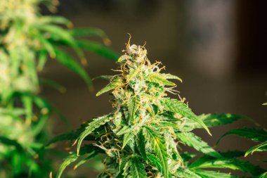 Makro makro tomurcukları, tıbbi esrar trichomes cbd vurdu thc. Otlar ot, şeker, bud esrar legalizing kavramları evde, Bud esrar hasat önce yetişkin esrar tomurcukları