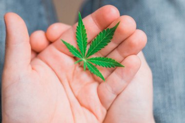 Yaprak esrar çocuk çocuk elinde. tıbbi marihuna psikoaktif sigara cannabidiol Cbd tıbbi kullanımı kavramları amaçlar için çocuklar için kullanarak.