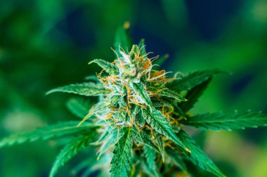 hasat daha önce. Şeker trichomes cbd ile vurdu makro thc, grow kavramlarını ve tıbbi amaçlar için esrar kullanımı. Ot güzel tomurcukları esrar yasallaştıran kavramları kapalı büyümek