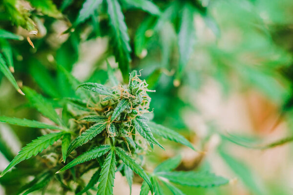 Концепция легализации сорняков Прекрасные почки перед сбором урожая. каннабис растут в помещении Макро выстрел сахар трихомс CBD концепции выращивания и использования марихуаны лечебных целей
.