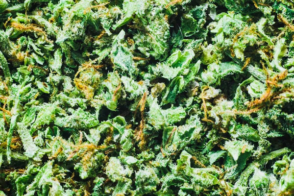 大麻コーン マリファナのバック グラウンド テクスチャ雑草マリファナの合法化の概念と医療目的の大麻の使用 — ストック写真