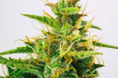 şeker trichomes ile ot. Büyüt ve esrar trichomes cbd kullanımı kavramlarını thc tıbbi. Makro çekim esrar tomurcukları. Otlar legalizing kavramları kapalı büyümek