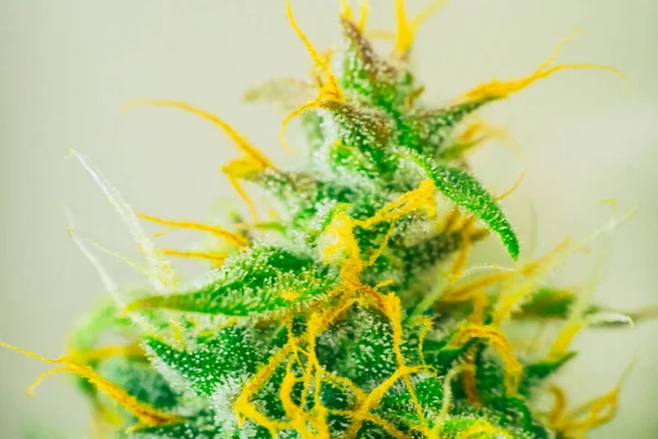 grown cannabis in the house before harvest. concepts of grow and use of marijuana cbd thc medicinal. Concepts of legalizing herbs weed, Macro shot with sugar trichomes, buds