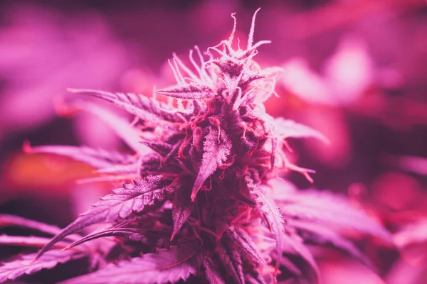 LED lamps grow A large bud cannabis grown under . The concept of growing medical marijuana under artificial light artificial. pink light tinted vintage color
