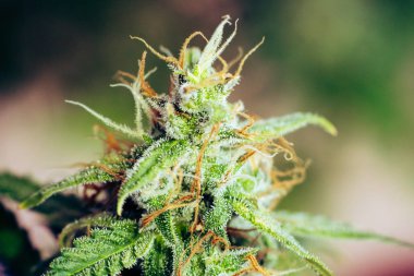 tomurcukları hasat önce. Esrar büyümek kapalı makro çekim şeker trichomes cbd thc kavramlarını grow ve Marihuana tıbbi amaçlarla kullanımı. Yasallaştıran kavramları