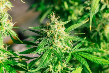 hasat kapalı önce tomurcukları ile şeker trichomes makro çekim tomurcukları esrar büyümek. Büyüt ve esrar cbd kullanımı kavramlarını thc tıbbi. Otlar esrar legalizing kavramları