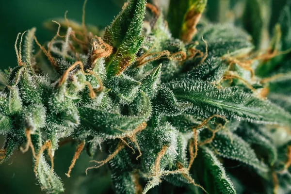 Şeker trichomes ile vurdu makro güzel hasat öncesinde evin yetiştirilen esrar tomurcukları. Büyüt ve esrar cbd kullanımı kavramlarını thc tıbbi. Otlar esrar legalizing kavramları