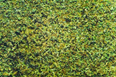 izole Kief arka plan ot makro Üstten Görünüm