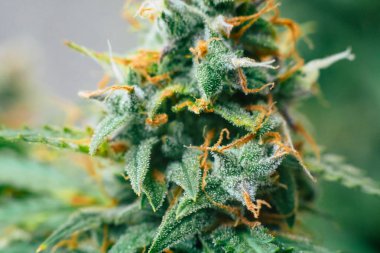 Şeker trichomes cbd ile vurdu makro thc, grow kavramlarını ve tıbbi amaçlar için esrar kullanımı. Yasallaştıran kavramları güzel tomurcukları hasat önce ot. Esrar büyümek kapalı