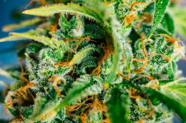 esrar tomurcukları hasat kapalı tomurcukları esrar şeker trichomes ile makro çekim büyümek. Büyüt ve esrar cbd kullanımı kavramlarını thc tıbbi. Otlar legalizing kavramları
