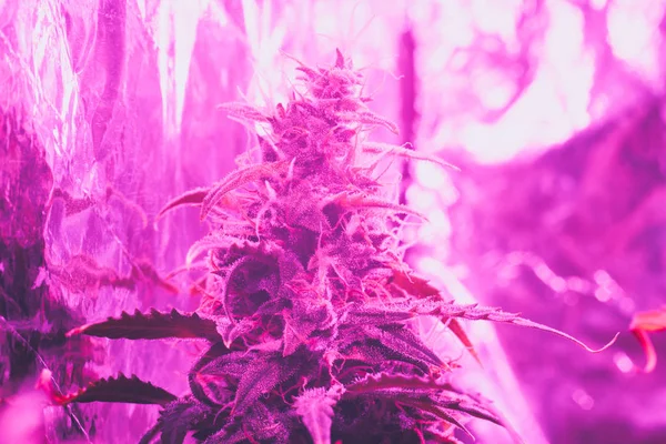 LED lamps grow A large bud cannabis grown under . The concept of growing medical marijuana under artificial light artificial.