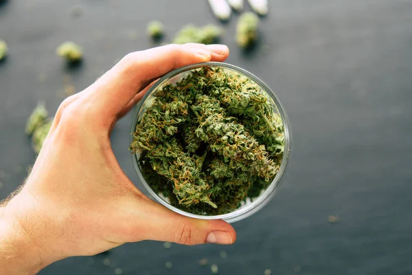 Koner knopp av marijuana blommor cannabis i hand man svart bakgrund — Stockfoto