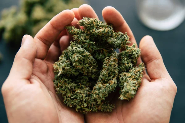 Knospen von Cannabis in der Hand des Mannes Makro von Cannabiskraut Marihuanablüten mit Trichomen — Stockfoto