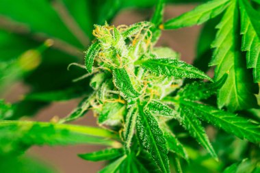 tomurcukları esrar şeker trichomes cbd thc, tıbbi esrar makro tomurcukları ile vurdu. Legalizing otlar ot,, evdeki yetişkin esrar, Bud esrar hasat önce kavramları