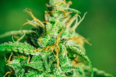 Makro trichomes tomurcukları üzerinde ot esrar şeker trichomes ile vurdu. Büyüt ve esrar cbd kullanımı kavramlarını thc tıbbi. Otlar legalizing kavramları kapalı büyümek