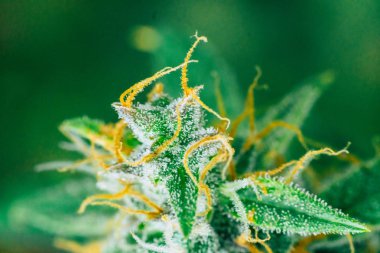 hasat daha önce kapalı yetiştirilen esrar tomurcukları. Şeker trichomes cbd ile vurdu makro thc, grow kavramlarını ve tıbbi amaçlar için esrar kullanımı. Ot güzel yasallaştıran kavramları