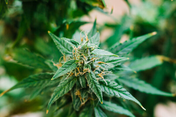 марихуана в лечебных целях. Концепция легализации сорняков Прекрасные почки перед сбором урожая. каннабис растут в помещении Макро выстрелил сахар трихомы CBD ТС концепции роста и использования
