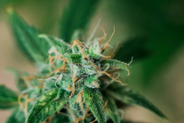 cannabis, with sugar trichomes cbd thc shot Macro buds of medicinal marijuana . Concepts of legalizing herbs weed,, buds grown cannabis in the house, Bud cannabis before harvest