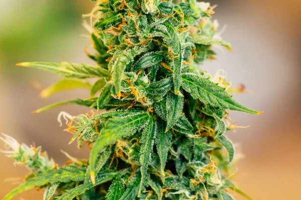 sugar trichomes cbd thc shot cannabis, with Macro buds of medicinal marijuana . Concepts of legalizing herbs weed,, buds grown cannabis in the house, Bud cannabis before harvest