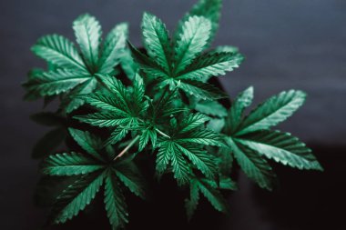 güzel bitki esrar genç güzel esrar tıbbi esrar üzerinde siyah, kapalı ekimi