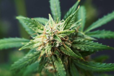 Büyüt ve tıbbi amaçlar için esrar kullanımı kavramları. Yasallaştıran kavramları güzel tomurcukları hasat önce ot. Esrar büyümek kapalı makro şeker trichomes cbd vurdu thc