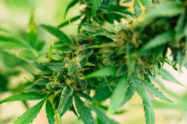 Şeker trichomes ile vurdu makro güzel hasat öncesinde evin yetiştirilen esrar tomurcukları. Büyüt ve esrar cbd kullanımı kavramlarını thc tıbbi. Otlar esrar legalizing kavramları