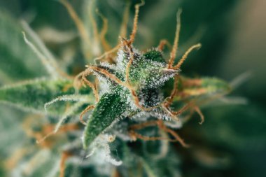 tıbbi esrar trichomes cbd makro tomurcukları vurdu thc. Otlar ot, şeker, bud esrar legalizing kavramları evde, Bud esrar hasat önce yetişkin esrar tomurcukları