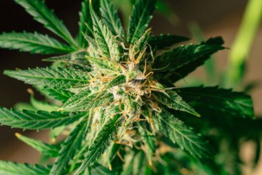 Tıbbi amaçlar için marihuana kullanımı. Otu yasallaştırma kavramları Hasattan önce güzel tomurcuklar. Kenevir kapalı alanda büyür Macro çekim şeker trikomes cbd thc büyüme kavramları ve