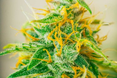 kenevir hasat öncesinde evin içinde büyüdü. Büyüt ve esrar cbd kullanımı kavramlarını thc tıbbi. Otlar esrar legalizing kavramlar, makro şeker trichomes ile tomurcukları vurdu