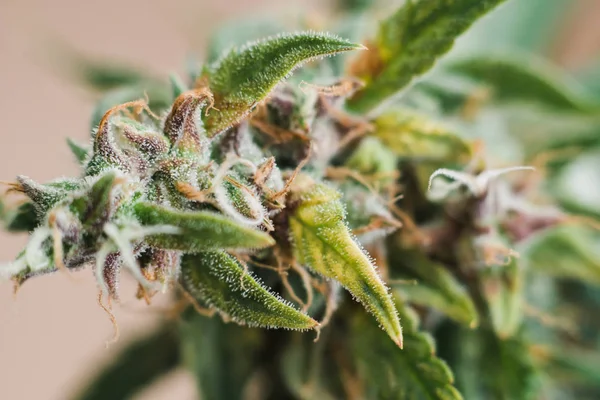 medicinal Macro buds of marijuana trichomes cbd thc. Concepts of legalizing herbs weed, bud cannabis, Macro shot with sugar , buds grown cannabis in the house, Bud cannabis before harvest