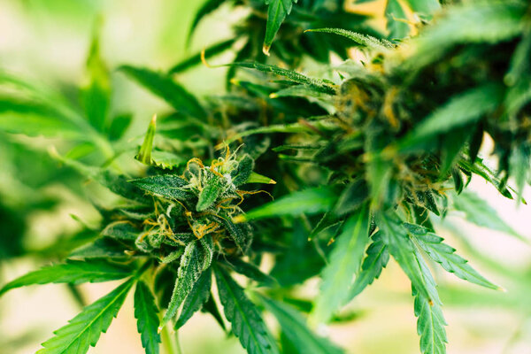 почки конопли, выращенные в доме до сбора урожая. Концепция выращивания и употребления марихуаны в медицинских целях. Концепции легализации трав сорняки, Макро выстрел с сахаром трихомы
,