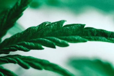 Makro esrar arka plan, genç güzel kapalı ekimi, bitki tıbbi esrar esrar esrar yaprak yetişmek yeşil