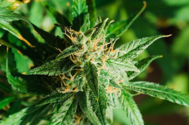 trichomes cbd thc, grow kavramlarını ve tıbbi amaçlar için esrar kullanımı. Yasallaştıran kavramları güzel tomurcukları hasat önce ot. Esrar büyümek kapalı makro çekim