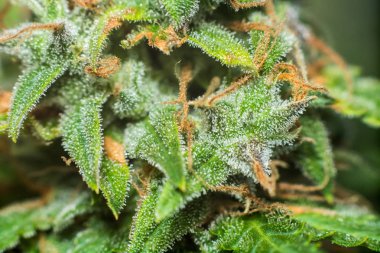 tomurcukları esrar şeker trichomes cbd thc, tıbbi esrar makro tomurcukları ile vurdu. Legalizing otlar ot,, evdeki yetişkin esrar, Bud esrar hasat önce kavramları