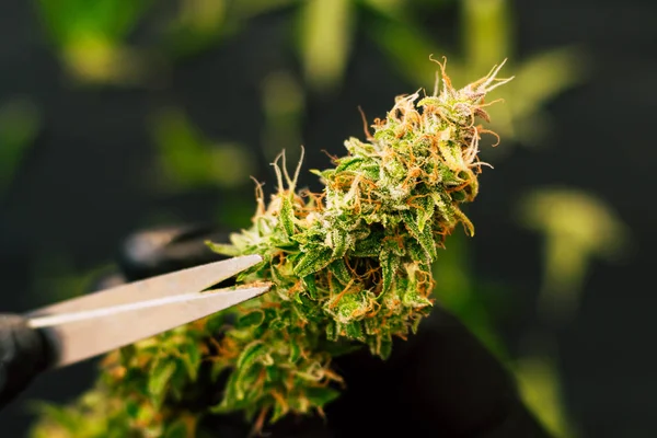 Un hombre cultivador está recortando los brotes de cannabis de cosecha fresca. marihuana —  Fotos de Stock