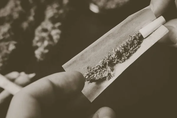 El hombre enrolló el porro de marihuana fresca hierba,? oncepts de color Vintage —  Fotos de Stock