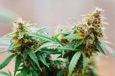 Marihuana CBC. Şifalı otları yasallaştırma kavramları ot, esrar, şeker trikomuyla yapılan Macro iğneleri, evde yetiştirilen esrar, hasat öncesi Bud keneviri