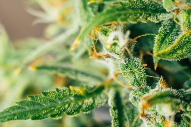 esrar, tıbbi esrar şeker trichomes cbd thc çekim makro tomurcukları ile. Otlar legalizing kavramları ot, esrar evde, Bud esrar hasat önce yetiştirilen tomurcukları
