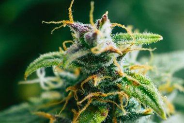 Şeker trichomes cbd ile vurdu makro thc, grow kavramlarını ve tıbbi amaçlar için esrar kullanımı. Yasallaştıran kavramları güzel tomurcukları hasat önce ot. Esrar büyümek kapalı