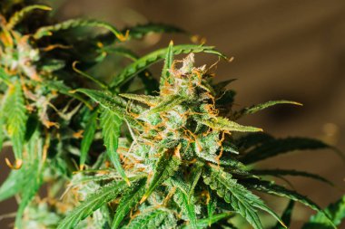 Şeker trichomes cbd ile vurdu makro thc, grow kavramlarını ve tıbbi amaçlar için esrar kullanımı. Yasallaştıran kavramları güzel tomurcukları hasat önce ot. Esrar büyümek kapalı