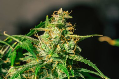 şeker trichomes ile ot. Büyüt ve esrar trichomes cbd kullanımı kavramlarını thc tıbbi. Makro çekim esrar tomurcukları. Otlar legalizing kavramları kapalı büyümek