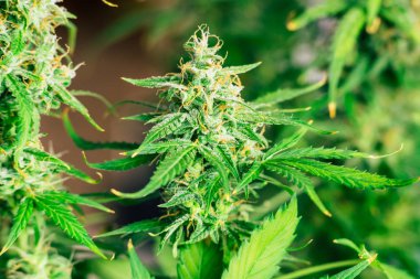 hasat daha önce yetiştirilen kapalı esrar tomurcukları. Makro şeker trichomes ile vurdu. Büyüt ve esrar cbd kullanımı kavramlarını thc tıbbi. Otlar esrar legalizing kavramları