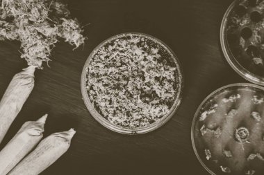 Esrar trichomes ve ezilmiş ot ve haddelenmiş jo ile makro Vintage renk