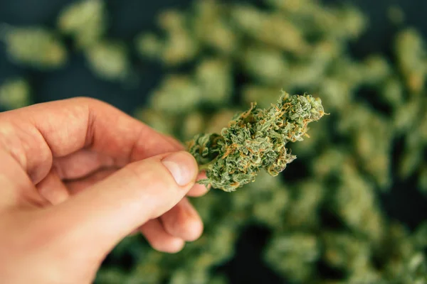 Brote de cannabis en la mano del hombre Macro de marihuana hierba de cannabis flores con tricomas — Foto de Stock