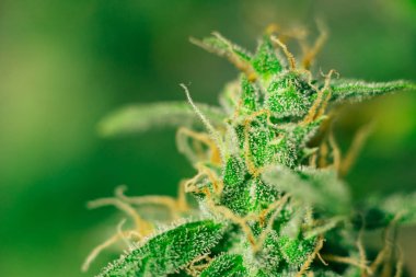 şeker trichomes ile makro çekim tomurcukları hasat kapalı tomurcukları esrar büyümek. Büyüt ve esrar cbd kullanımı kavramlarını thc tıbbi. Otlar esrar legalizing kavramları