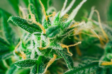 şeker cbd thc tıbbi trichomes, tomurcukları çok ot. Büyüt ve esrar trichomes kullanımı kavramları. Makro çekim esrar tomurcukları. Otlar legalizing kavramları kapalı büyümek. Kopya alanı