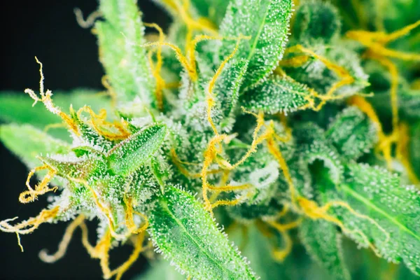 Makro trichomes tomurcukları üzerinde ot esrar şeker trichomes ile vurdu. Büyüt ve esrar cbd kullanımı kavramlarını thc tıbbi. Otlar legalizing kavramları kapalı büyümek — Stok fotoğraf