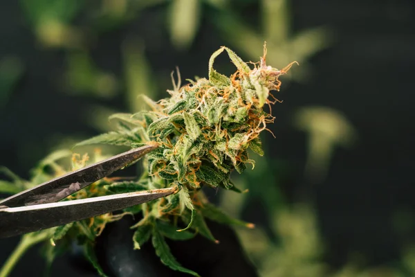 Un hombre cultivador está recortando los brotes de cannabis de cosecha fresca. marihuana —  Fotos de Stock
