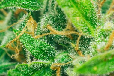 Şeker trichomes ile vurdu makro güzel hasat öncesinde evin yetiştirilen esrar tomurcukları. Büyüt ve esrar cbd kullanımı kavramlarını thc tıbbi. Otlar esrar legalizing kavramları